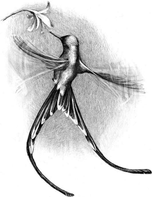 Иллюстрация к книге — Удивительный мир птиц [i_005.jpg]