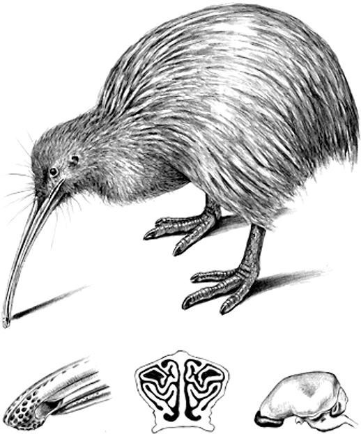 Иллюстрация к книге — Удивительный мир птиц [i_006.jpg]