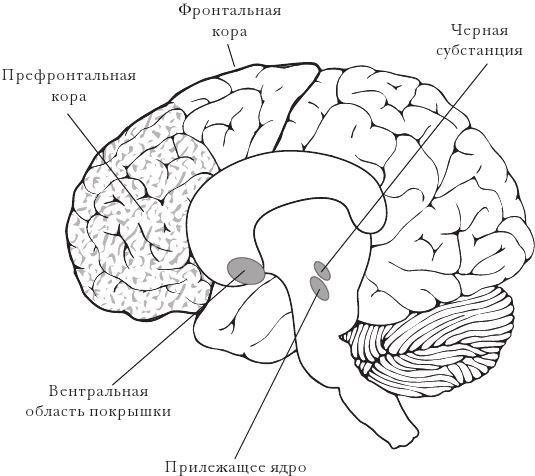 Иллюстрация к книге — Эластичность [i_003.jpg]