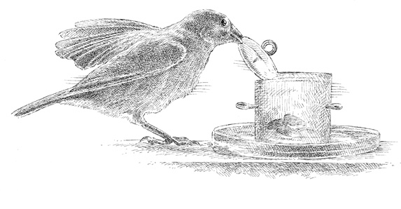 Иллюстрация к книге — Эти гениальные птицы [i_002.jpg]