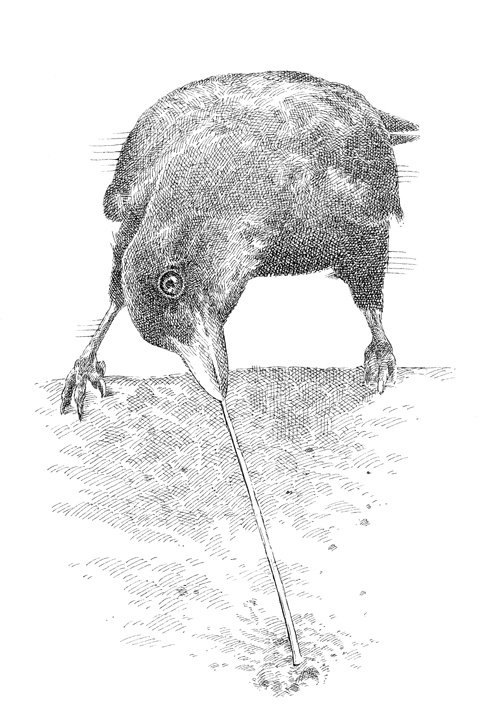 Иллюстрация к книге — Эти гениальные птицы [i_005.jpg]