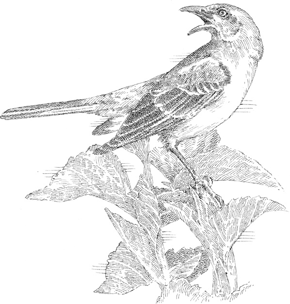 Иллюстрация к книге — Эти гениальные птицы [i_008.jpg]