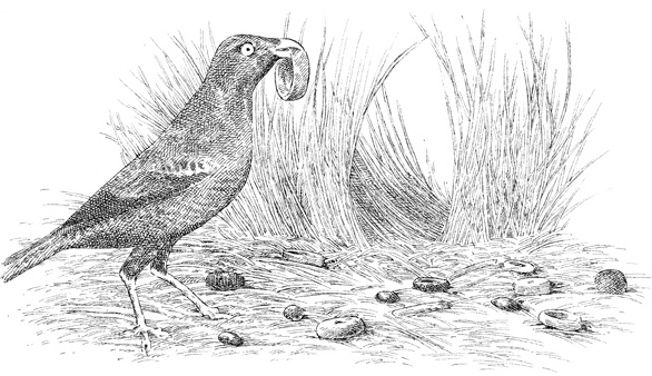 Иллюстрация к книге — Эти гениальные птицы [i_009.jpg]