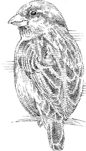 Иллюстрация к книге — Эти гениальные птицы [i_010.jpg]