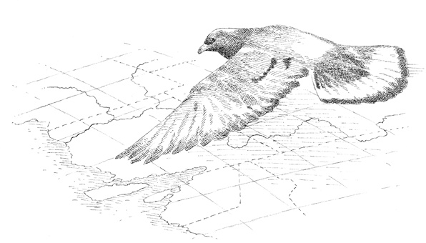 Иллюстрация к книге — Эти гениальные птицы [i_011.jpg]