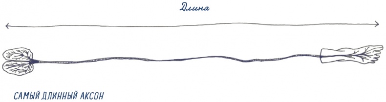 Иллюстрация к книге — В моей голове [i_011.jpg]