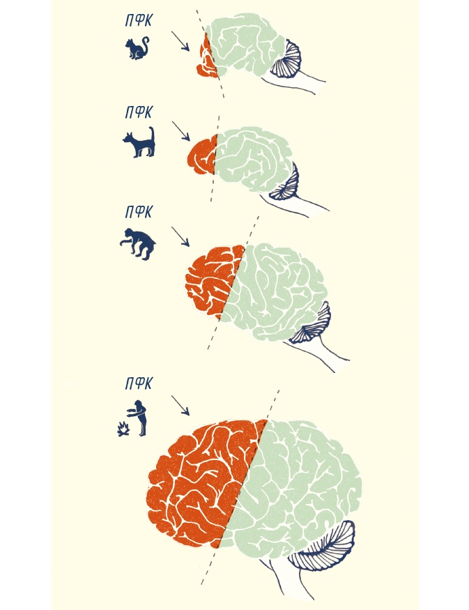 Иллюстрация к книге — В моей голове [i_039.jpg]