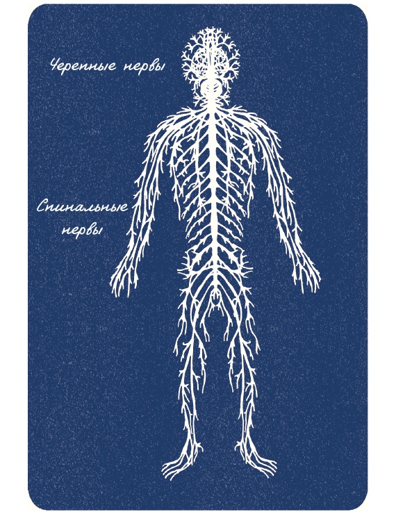 Иллюстрация к книге — В моей голове [i_042.jpg]
