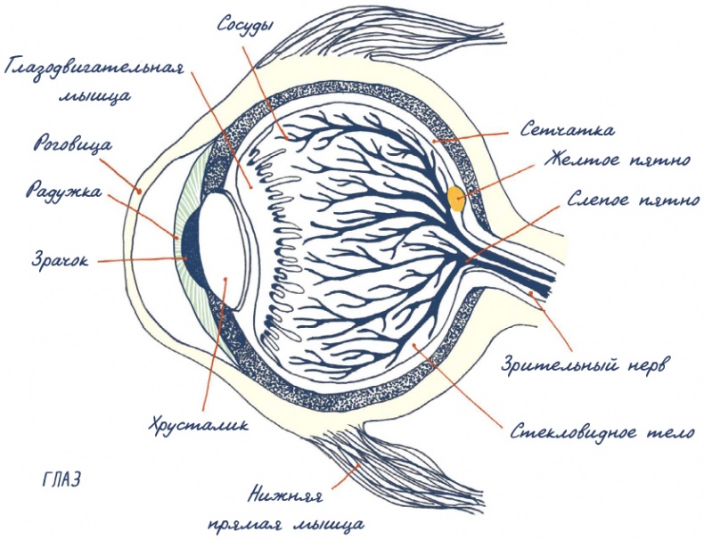 Иллюстрация к книге — В моей голове [i_047.jpg]