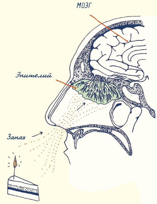 Иллюстрация к книге — В моей голове [i_051.jpg]