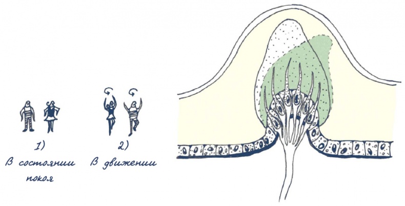 Иллюстрация к книге — В моей голове [i_060.jpg]