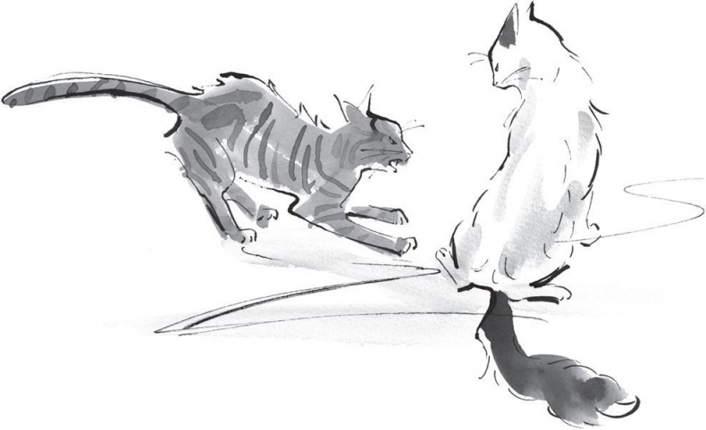 Иллюстрация к книге — Хроники странствующего кота [i_003.jpg]