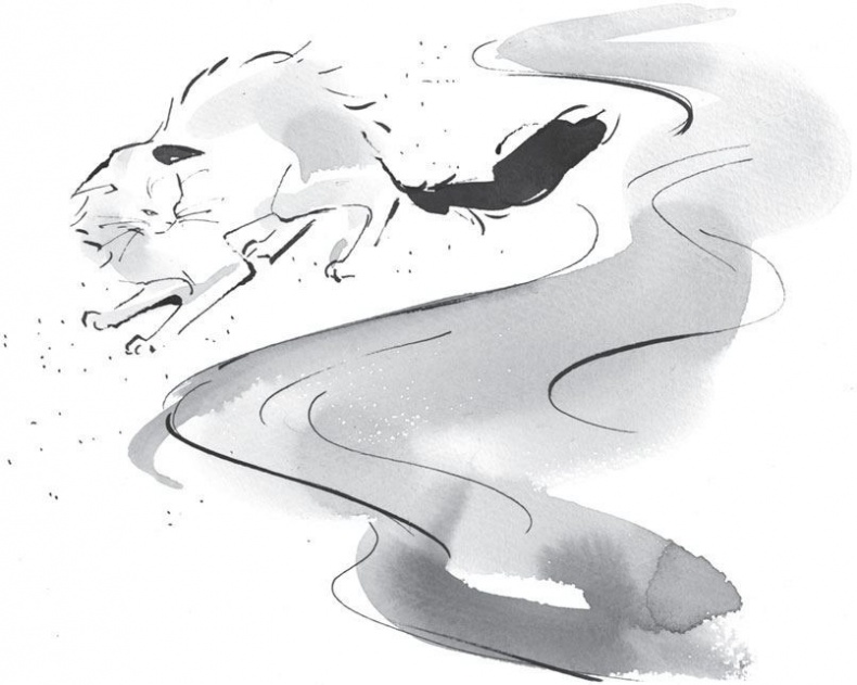 Иллюстрация к книге — Хроники странствующего кота [i_005.jpg]