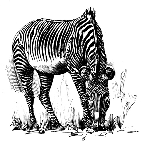 Иллюстрация к книге — Зоопарки [i_003.jpg]