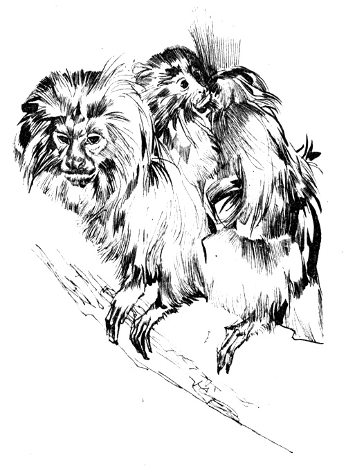 Иллюстрация к книге — Зоопарки [i_010.jpg]