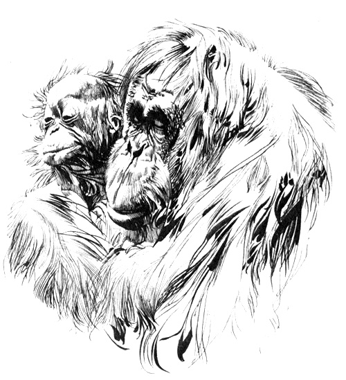 Иллюстрация к книге — Зоопарки [i_011.jpg]