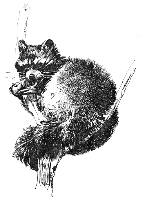 Иллюстрация к книге — Зоопарки [i_013.jpg]