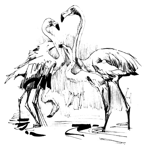 Иллюстрация к книге — Зоопарки [i_015.jpg]