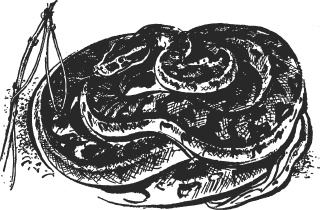 Иллюстрация к книге — Зоопарк в моем багаже [zooinmyluggage_009_imgx.jpg]