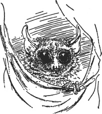 Иллюстрация к книге — Зоопарк в моем багаже [zooinmyluggage_014_imgx.jpg]