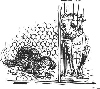 Иллюстрация к книге — Зоопарк в моем багаже [zooinmyluggage_017_imgx.jpg]