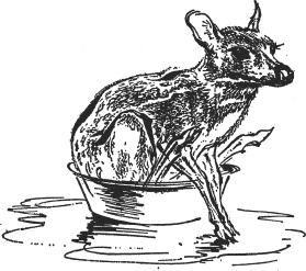 Иллюстрация к книге — Зоопарк в моем багаже [zooinmyluggage_026_imgx.jpg]