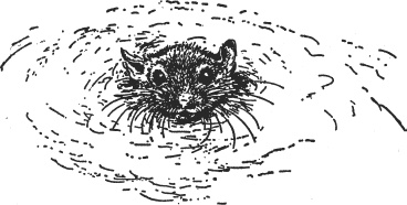 Иллюстрация к книге — Зоопарк в моем багаже [zooinmyluggage_035_imgx.jpg]