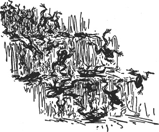 Иллюстрация к книге — Зоопарк в моем багаже [zooinmyluggage_036_imgx.jpg]