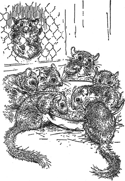 Иллюстрация к книге — Зоопарк в моем багаже [zooinmyluggage_037_imgx.jpg]