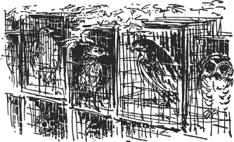 Иллюстрация к книге — Зоопарк в моем багаже [zooinmyluggage_041_imgx.jpg]