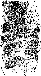 Иллюстрация к книге — Мясной рулет. Встречи с животными [pic_1.jpg]