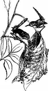 Иллюстрация к книге — Мясной рулет. Встречи с животными [pic_4.jpg]