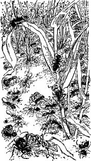 Иллюстрация к книге — Мясной рулет. Встречи с животными [pic_5.jpg]