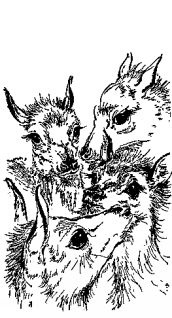 Иллюстрация к книге — Мясной рулет. Встречи с животными [pic_7.jpg]