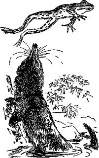 Иллюстрация к книге — Мясной рулет. Встречи с животными [pic_9.jpg]