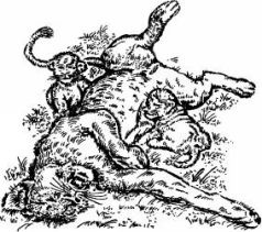 Иллюстрация к книге — Поймайте мне колобуса [pic10.jpg]