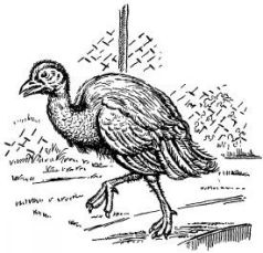 Иллюстрация к книге — Поймайте мне колобуса [pic11.jpg]