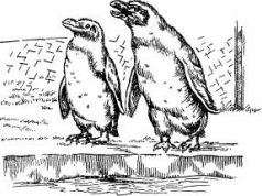 Иллюстрация к книге — Поймайте мне колобуса [pic12.jpg]