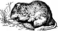 Иллюстрация к книге — Поймайте мне колобуса [pic15.jpg]