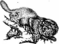 Иллюстрация к книге — Поймайте мне колобуса [pic16.jpg]