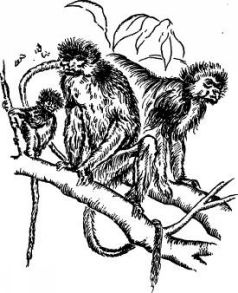 Иллюстрация к книге — Поймайте мне колобуса [pic20.jpg]