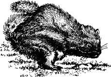 Иллюстрация к книге — Поймайте мне колобуса [pic21.jpg]