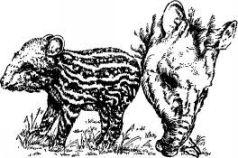 Иллюстрация к книге — Поймайте мне колобуса [pic3.jpg]