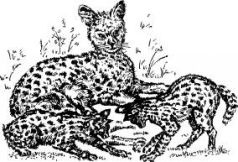 Иллюстрация к книге — Поймайте мне колобуса [pic9.jpg]