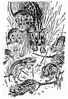 Иллюстрация к книге — По всему свету [sc0522.jpg]