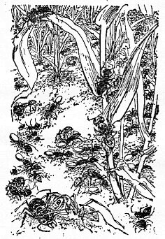 Иллюстрация к книге — По всему свету [sc1422.jpg]