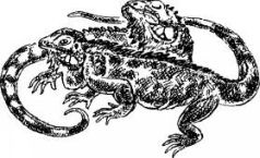 Иллюстрация к книге — Филе из палтуса [pic8.jpg]