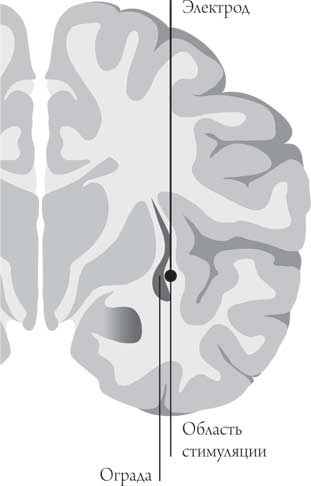 Иллюстрация к книге — Мозг и сознание [i_001.jpg]