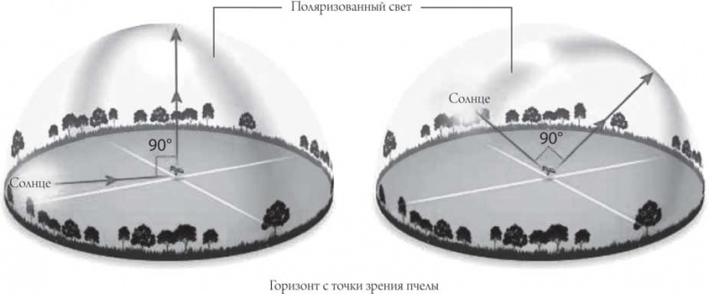 Иллюстрация к книге — Мозг и сознание [i_008.jpg]