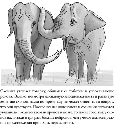 Иллюстрация к книге — Последнее объятие Мамы [i_024.jpg]